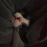 حنان الحربي 🐈 profil fotoğrafı
