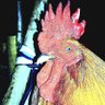 Eagila 🇵🇭🇺🇦🇮🇱 profil fotoğrafı