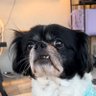 Profilbild von WonderPup