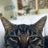 Valentino Cherry profil fotoğrafı