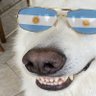 PerrOpinador🇦🇷's profile picture