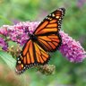 Фото профиля Rick C. Hodgin