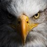 Profilbild von Romulus001