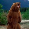 Bear Burpie 的头像