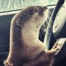 Profilbild von Otter Disaster