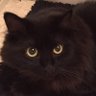 pissman777's profile picture