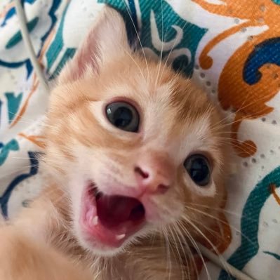 Mañu's profile picture