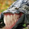 evilWokeFreakingAligator's profile picture