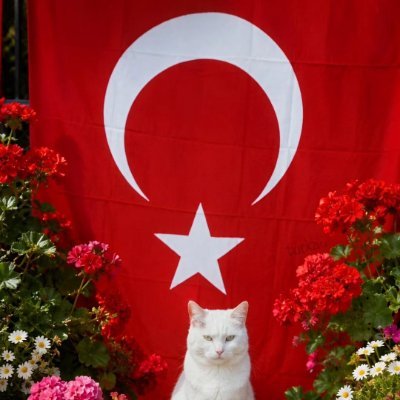 necomedya's profile picture