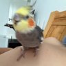 Tsunami's profile picture