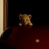 𓅓ᴬ's profile picture