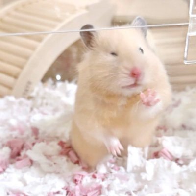 isadpbylaitjs's profile picture