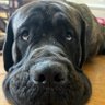 Profilbild von Deacon