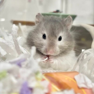 وكيل الحصريات's profile picture