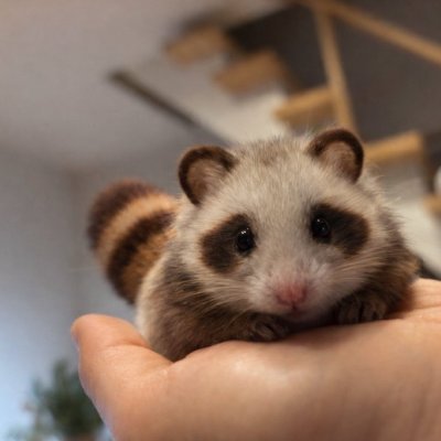 دارك الحصريات's profile picture