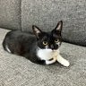 昭和生まれ profil fotoğrafı