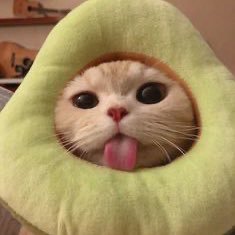 Aletaelvana's profile picture