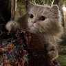 부스라 profil fotoğrafı