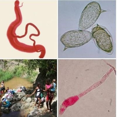 Parasitologia10's profile picture