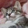 にゃんにゃん😺💎 的头像