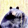 かに profil fotoğrafı