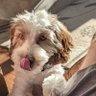 Profilbild von Goose