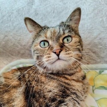 にゃん's profile picture