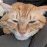 マニー's profile picture