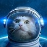 Profilbild von Victorr |