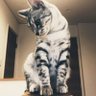 瞬🐾 profil fotoğrafı
