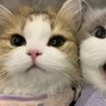 strawberrykiss's profile picture