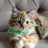 Фото профиля まめちゃん