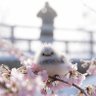 ふわシマのえなちゃん 的头像