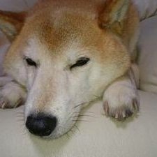わん's profile picture