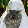 サウナ疲れ猫MOKU's profile picture