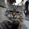 Фото профиля 京都ねこみち