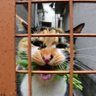 みうの猫日和's profile picture