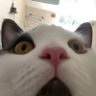 Profilbild von Waffle