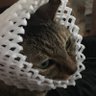 めるう! 的头像