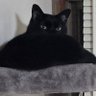 Nullyan's profile picture