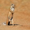 Фото профиля Squirrel 🐿️