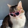 pango profil fotoğrafı