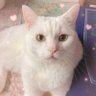 黒田 虎吉's profile picture