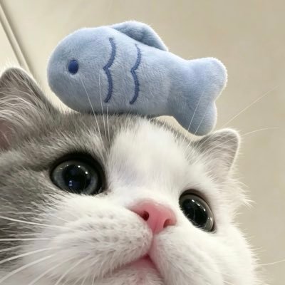 小欣欣🐾（佛系版）'s profile picture