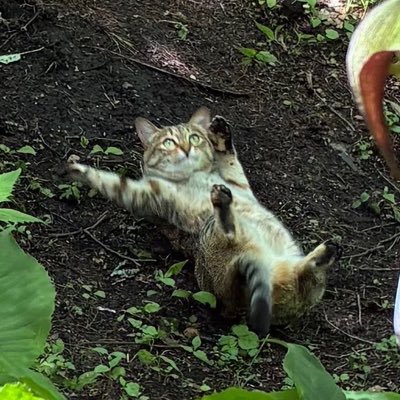 けだまねこ's profile picture