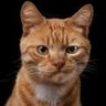 Tom's profile picture