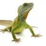 Reptile 的头像