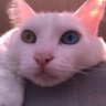 Profilbild von figgy