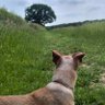 Cpt.Footrot. profil fotoğrafı
