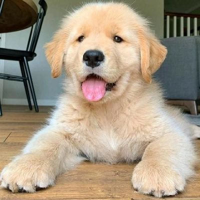 Dogsloverw9ds's profile picture